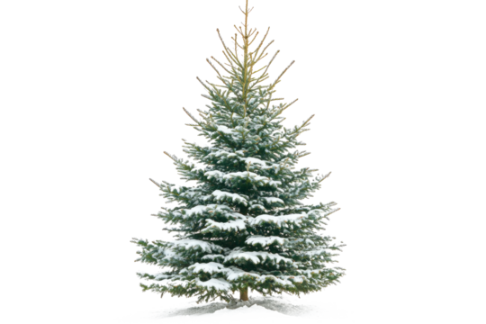 Christmas fir tree with snow isolated on white or transparent background