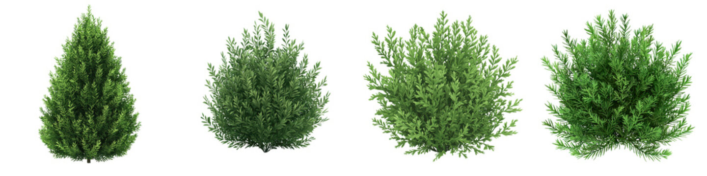 image of a lush dense yew bush or evergreen shrub in a garden setting  The detailed lifelike image showcases the vibrant green foliage and natural textures of this ornamental plant element