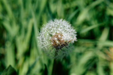 Fototapeta premium Red-seeded dandelion (Taraxacum erythrospermum)