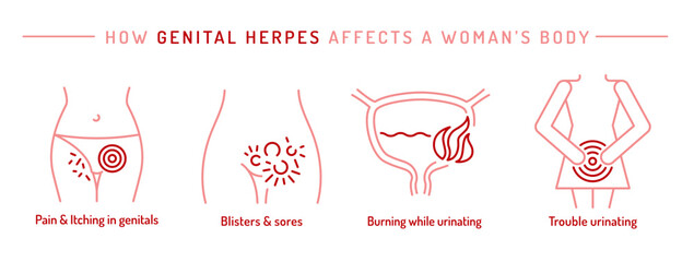 How genital herpes affects a woman body.