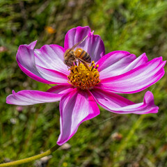 abeille butinant une fleur mauve