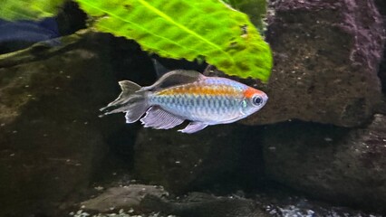 peixes aquario