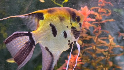 peixes aquario