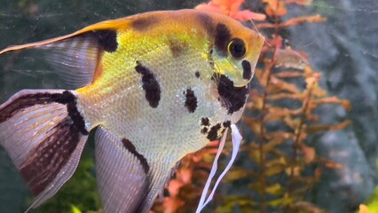 peixes aquario