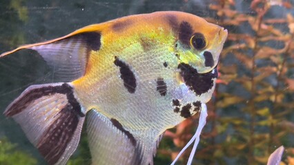 peixes aquario