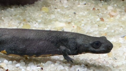 peixe aquario