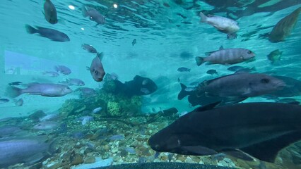 peixe aquario