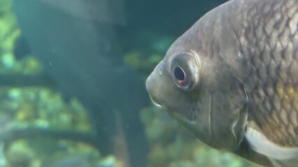 peixe aquario