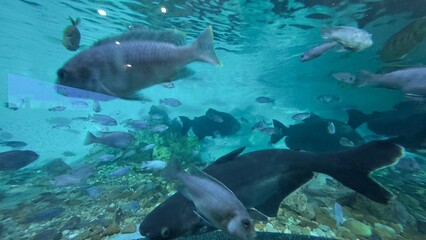 peixe aquario
