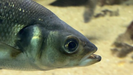 peixe aquario