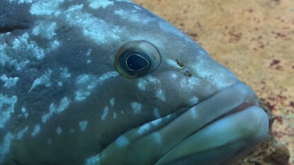 peixe aquario
