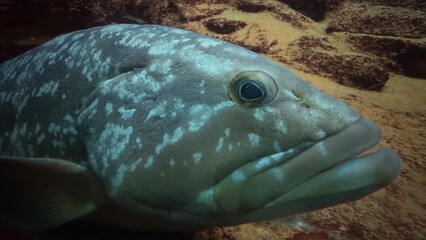 peixe aquario