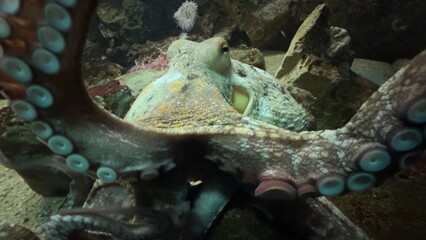 peixe aquario