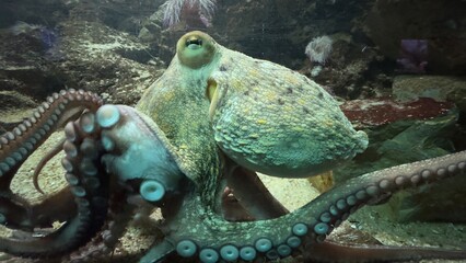 peixe aquario