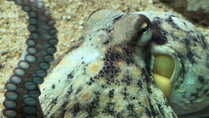 peixe aquario