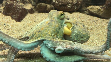 peixe aquario