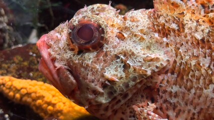 peixe aquario