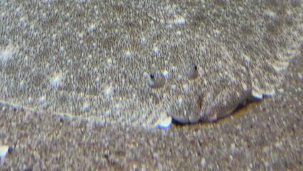peixe aquario