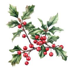 Obraz premium Holly Branch with Red Berries On Transparent Background