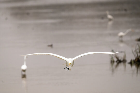 jolie et grande aigrette volant vers le spectateur, avec en arri&egrave;re plan, d'autres aigrettes dans l'eau
