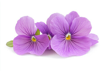 Three delicate purple violets with intricate petal textures and a central yellow spot.