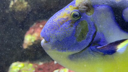 peixes aquario