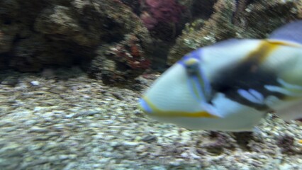 peixes aquario