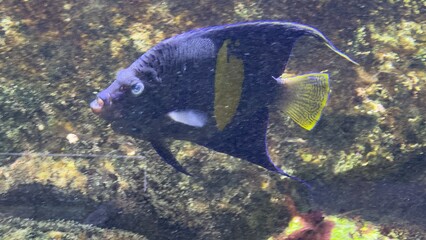 peixes aquario