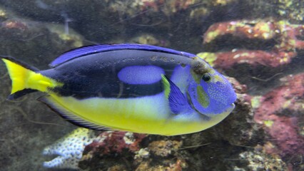 peixes aquario