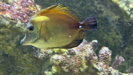peixes aquario