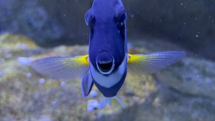peixes aquario