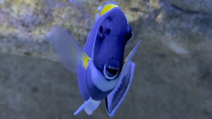 peixes aquario