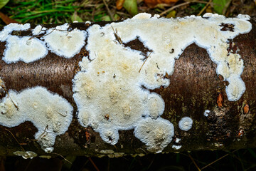 Postia rennyi  - a thin layer of white fungus on the trunk of an old cherry, destroying the wood,...