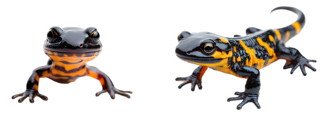 Naklejka premium Two vibrant newts showcasing their unique patterns and colors in a natural setting. transparent background.