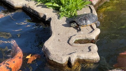 peixes aquario