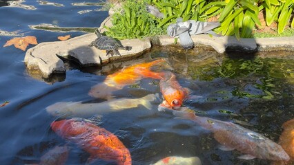 peixes aquario
