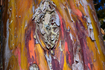 Resin and falling bark on the trunk of a coniferous tree in the garden, Ukraine