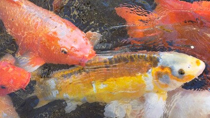 peixes aquario