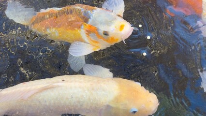 peixes aquario