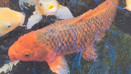 peixes aquario