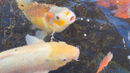 peixes aquario