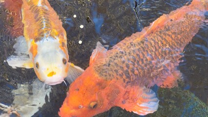 peixes aquario