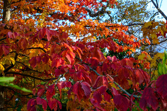 Parrotia persica - tree branch in autumn with beautiful red-yellow leaves, Ukraine