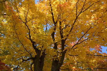 A maple grove in the fall, Sainte-Apolline, Québec, Canada