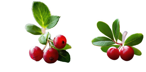 Lingonberry Branches with Red Berries Close up Photography on transparent background