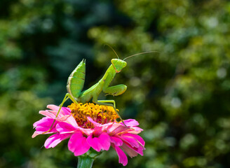 Hierodula transcaucasica - young green praying mantis hunting flying insects on pink flower, Ukraine