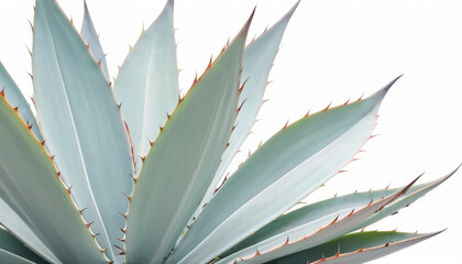 Agave leaves in trendy pastel colors for design backgrounds offering serene aesthetics