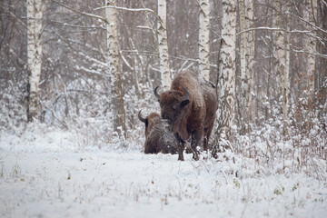 Two beautiful bisons in winter scenery