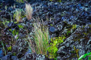 Black lava wall under Mayon Volcano in Albay Legazpi.