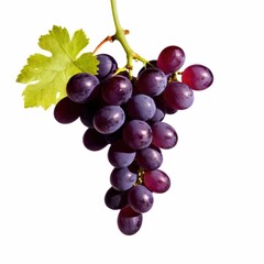 Fototapeta premium A bunch of ripe grapes hanging from a vine with a green leaf.